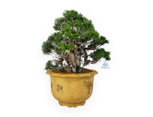 Juniperus chinensis - Enebro - 38 cm 2