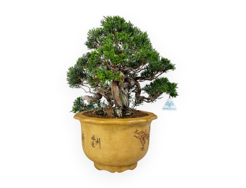 Juniperus chinensis - Jeneverbes - 38 cm