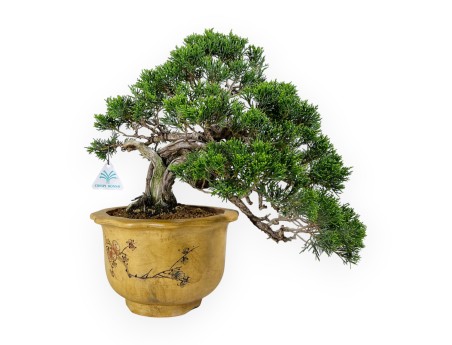 Juniperus chinensis - Genévrier - 38 cm