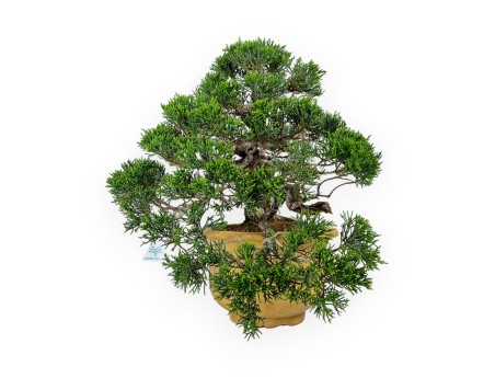 Juniperus chinensis - Jeneverbes - 38 cm