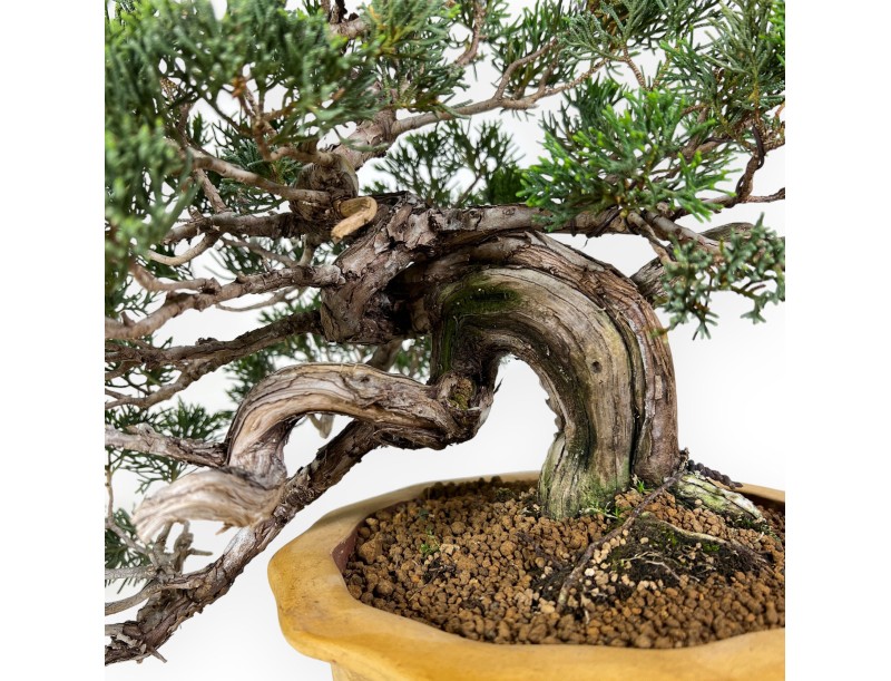 Juniperus chinensis - Enebro - 38 cm
