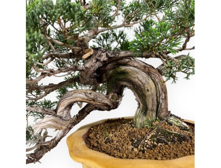 Juniperus chinensis - Jeneverbes - 38 cm