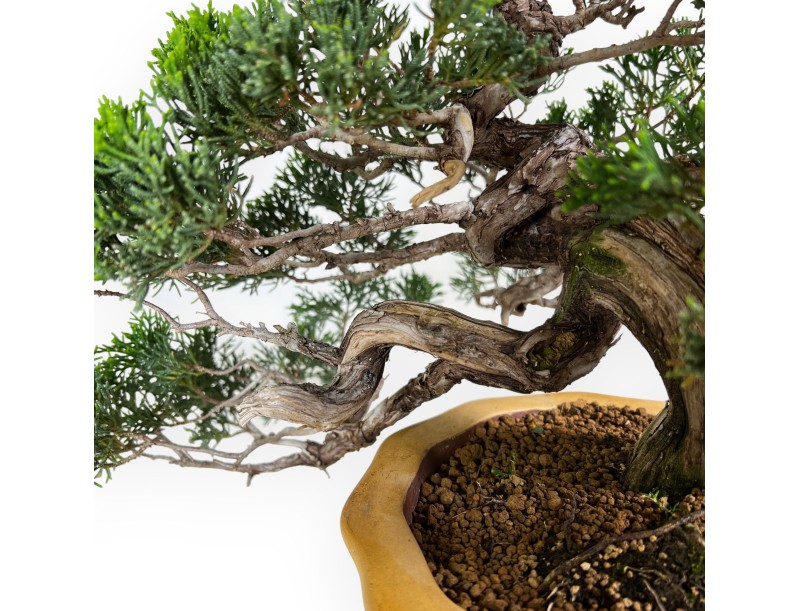 Juniperus chinensis - Juniper - 38 cm