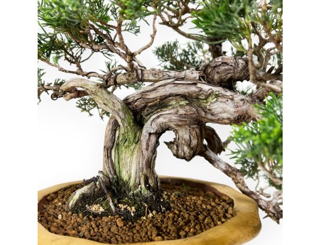 Juniperus chinensis - Jeneverbes - 38 cm
