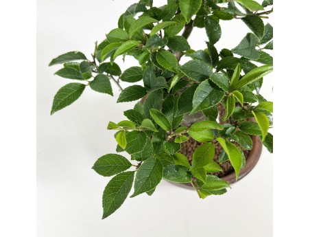 Ilex - 24 cm
