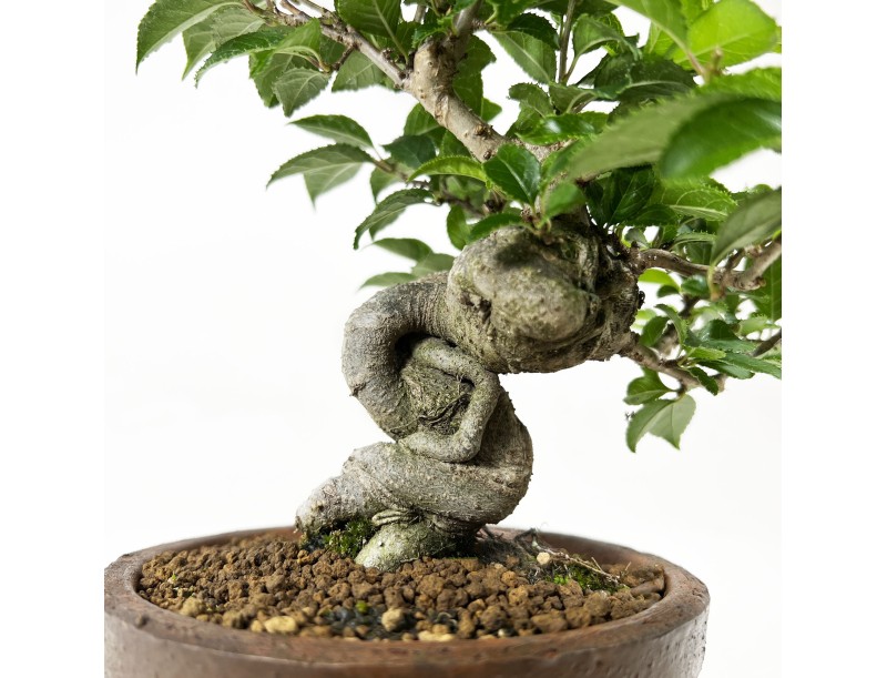 Ilex - 37 cm