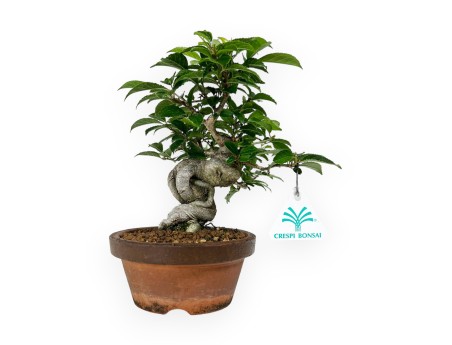 Ilex - 24 cm