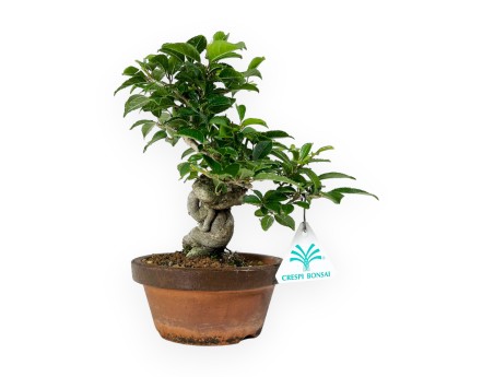 Ilex - 24 cm