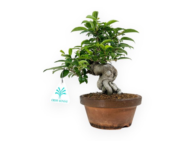 Ilex - 24 cm 2