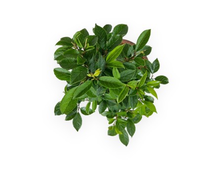 Ilex - 24 cm