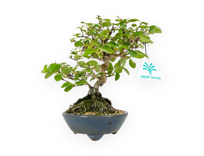 Honeysuckle - 19 cm