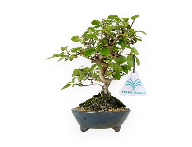 Honeysuckle - 19 cm 2