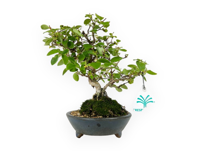Lonicera - 19 cm