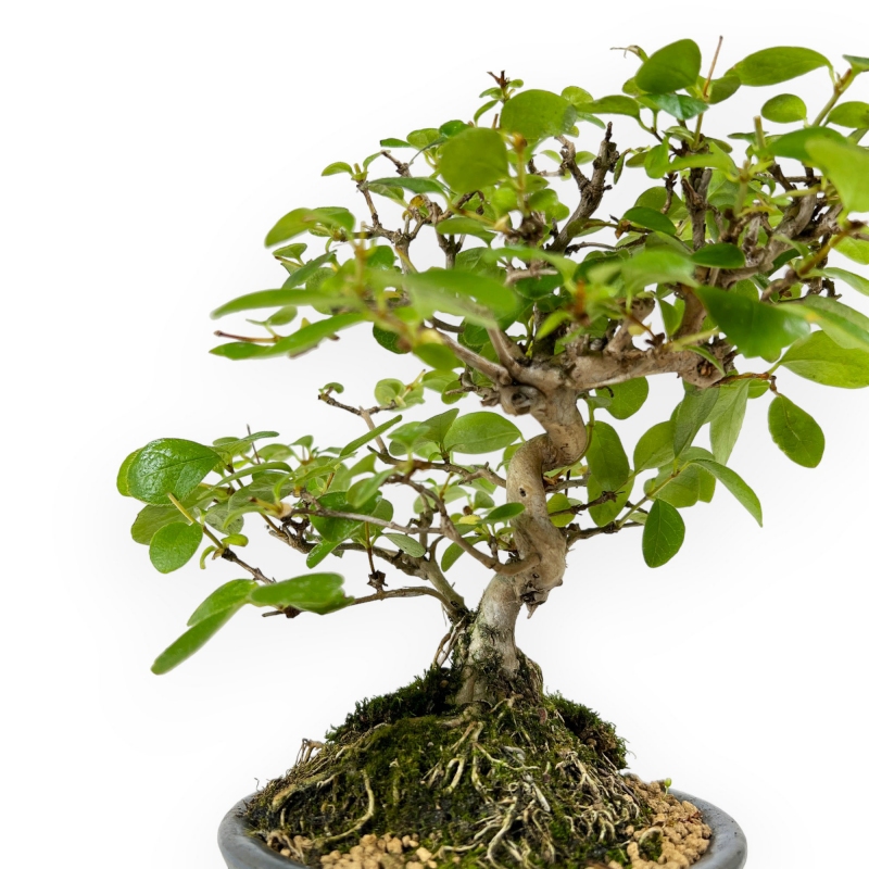 Honeysuckle - 19 cm