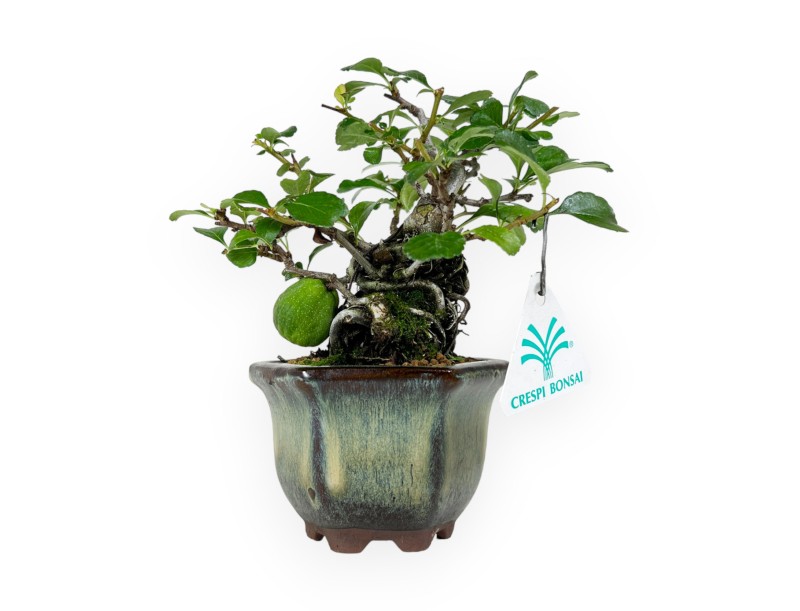 Chaenomeles chochubai - 18 cm