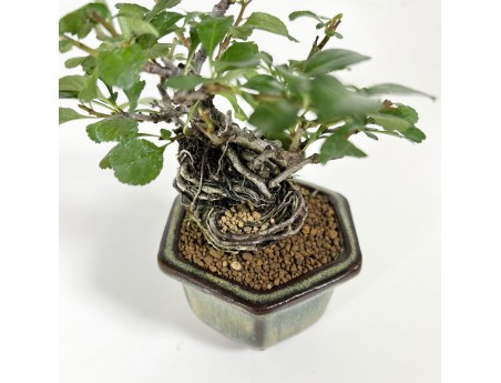 Chaenomeles chochubai - 18 cm