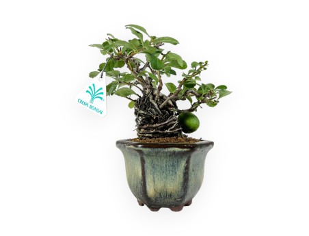 Chaenomeles chochubai - 18 cm