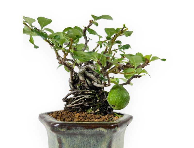 Chaenomeles chochubai - 18 cm