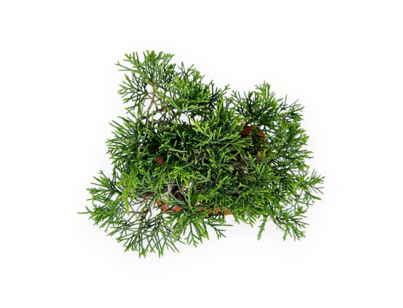 Juniperus chinensis - Jeneverbes - 15 cm