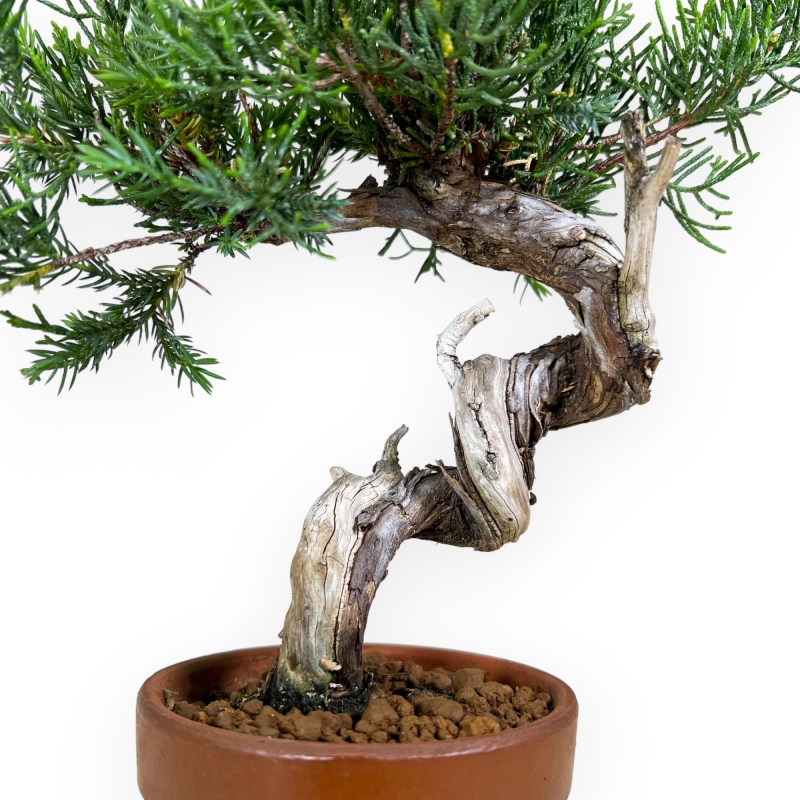 Juniperus chinensis - Wacholder - 26 cm