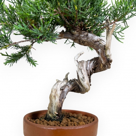 Juniperus chinensis - Enebro - 26 cm