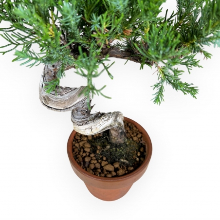 Juniperus chinensis - Juniper - 26 cm
