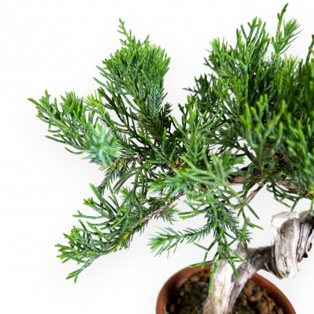 Juniperus chinensis - Juniper - 26 cm