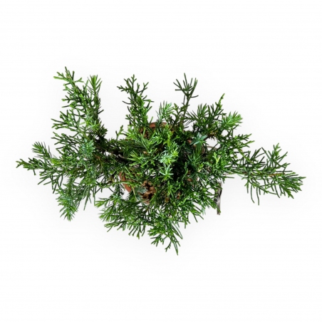 Juniperus chinensis - Jeneverbes - 26 cm