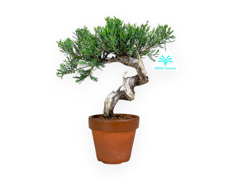 Juniperus chinensis - Juniper - 26 cm