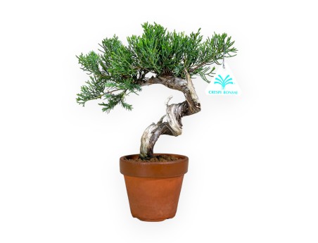 Juniperus chinensis - Enebro - 26 cm