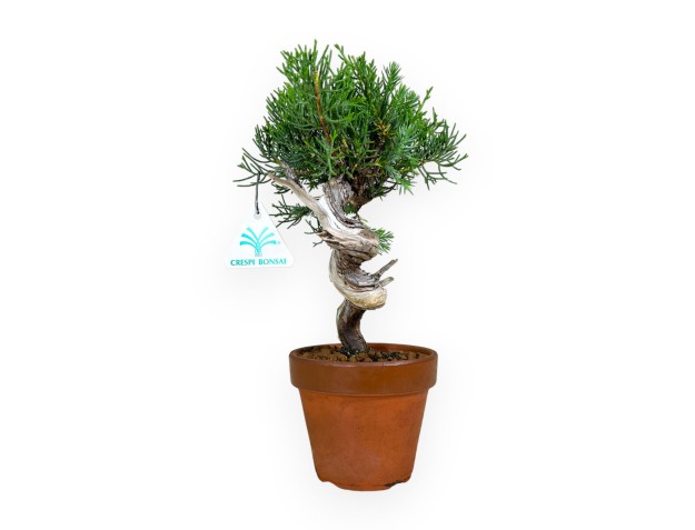 Juniperus chinensis - Ginepro - 26 cm 2