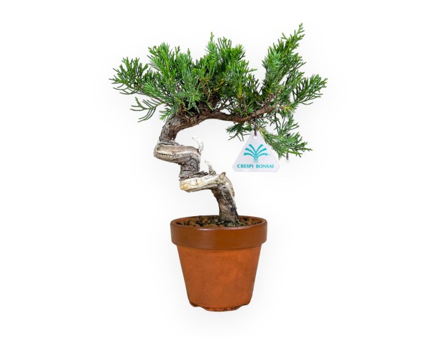 Juniperus chinensis - Enebro - 26 cm