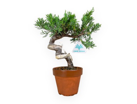 Juniperus chinensis - Juniper - 26 cm
