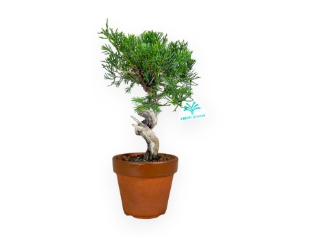 Juniperus chinensis - Juniper - 26 cm