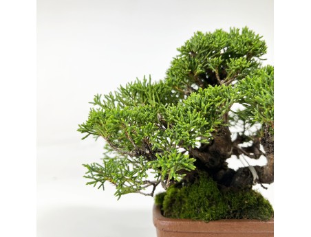 Juniperus chinensis - Ginepro - 17 cm