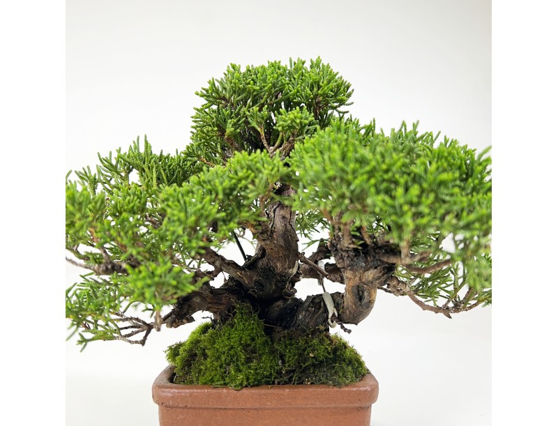 Juniperus chinensis - Juniper - 17 cm
