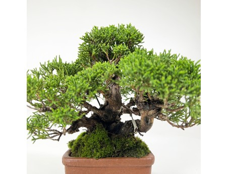 Juniperus chinensis - Juniper - 17 cm