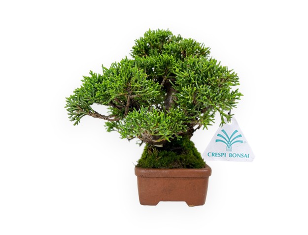 Juniperus chinensis - Ginepro - 17 cm 2