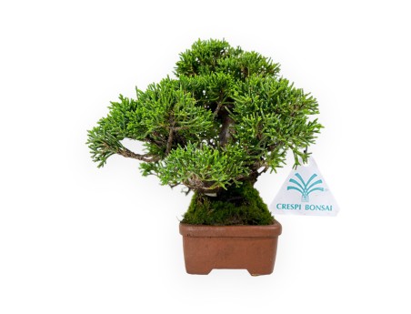 Juniperus chinensis - Ginepro - 17 cm