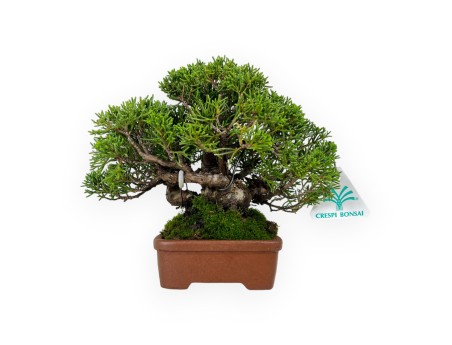 Juniperus chinensis - Ginepro - 17 cm