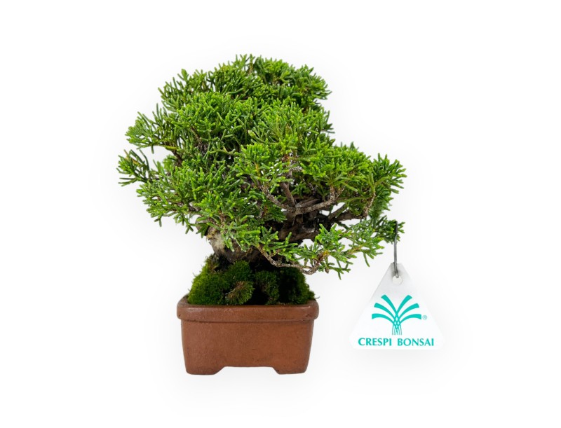 Juniperus chinensis - Genévrier - 17 cm