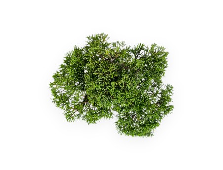 Juniperus chinensis - Juniper - 17 cm