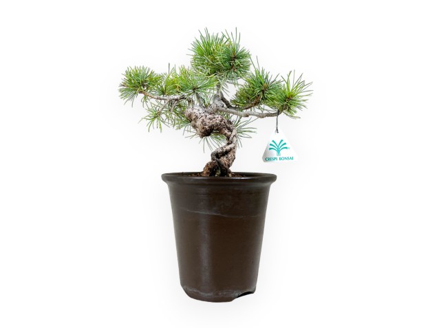 Pinus pentaphylla - Pine - 30 cm 2