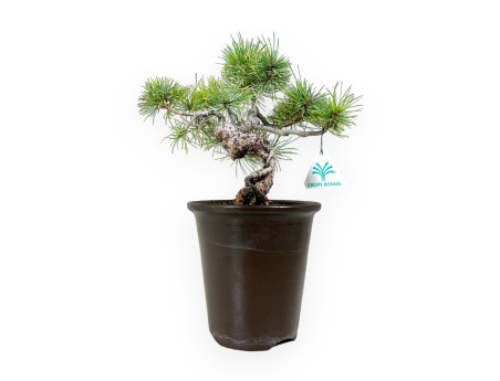 Pinus pentaphylla - Pine - 30 cm