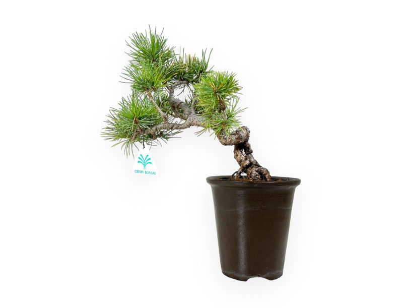 Pinus pentaphylla - Pino - 30 cm