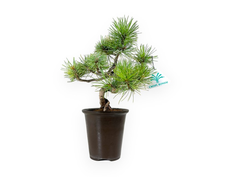 Pinus pentaphylla - Pin - 30 cm
