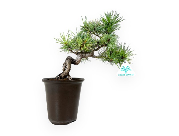Pinus pentaphylla - Pino - 30 cm