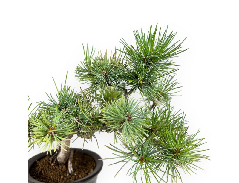 Pinus pentaphylla - Pino - 30 cm