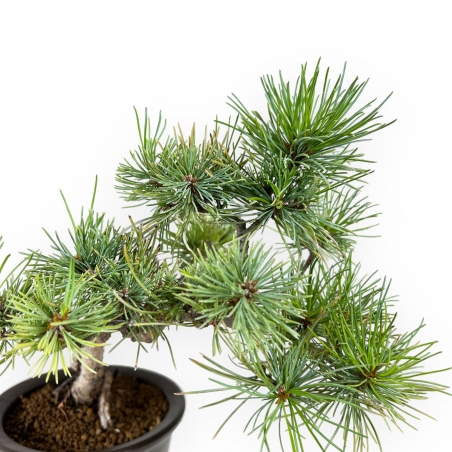 Pinus pentaphylla - Pino - 30 cm