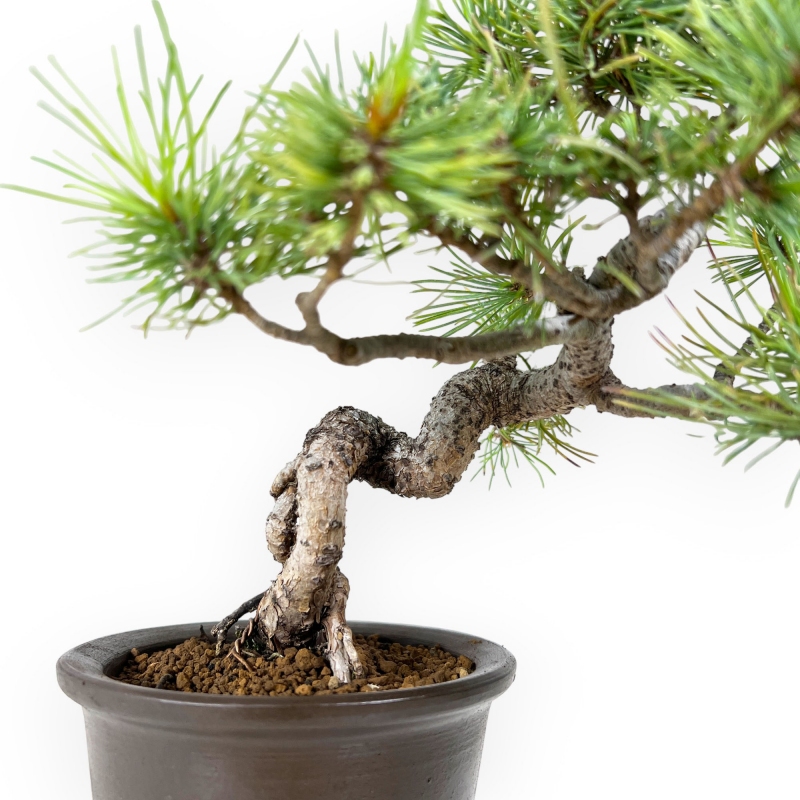 Pinus pentaphylla - Pin - 30 cm